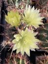 Hamatocactus hamatacanthus